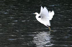 snowy egret thumbnail graphic